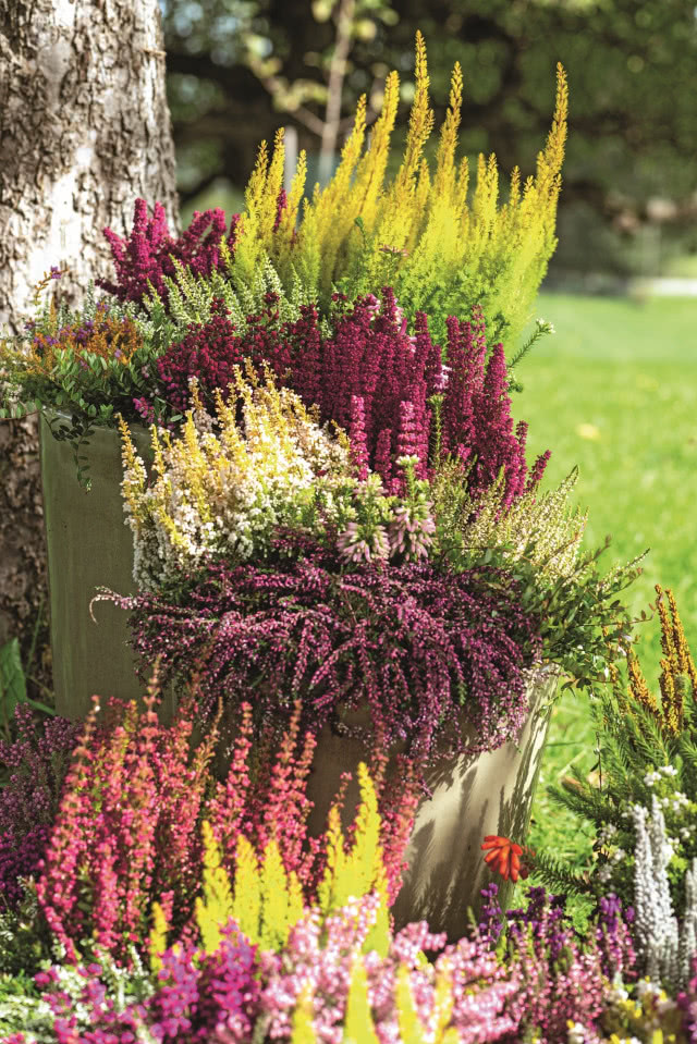 Kolorowe wrzosy i wrzośce