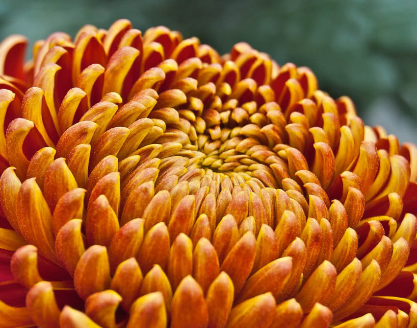 Chryzantemy to najczęściej wybierane kwiaty na...