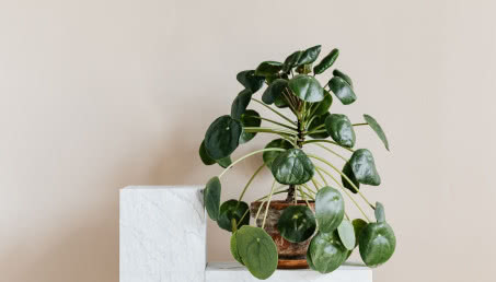 Pieniążek w doniczce - wszystko co powinieneś wiedzieć o uprawie pilei!