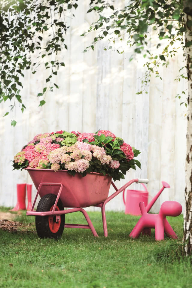 Różowe hortensje w różowej taczce