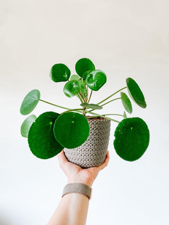 Pilea w doniczce