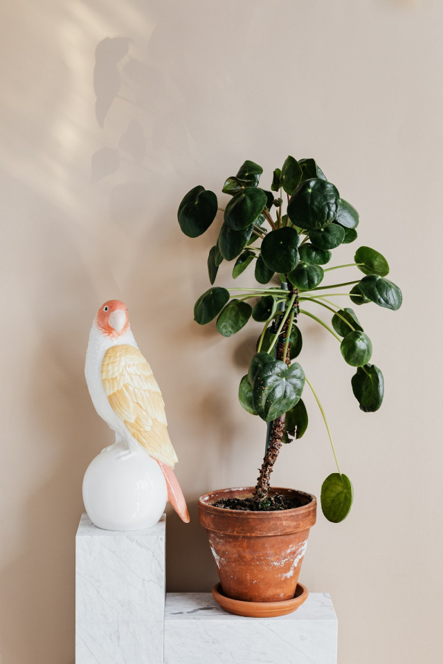 Pilea w doniczce
