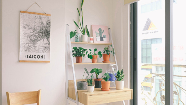 Pilea w doniczce