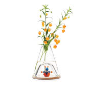 Szklany wazon Bell-Jar, Ontwerpduo