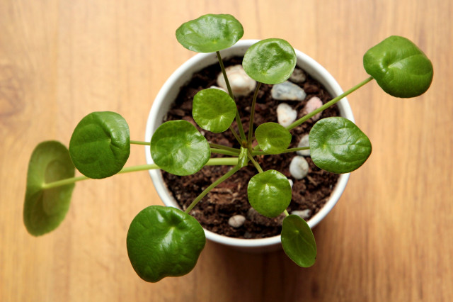 Pilea w doniczce