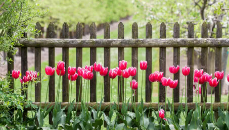 6 pomysłów na aranżacje ogrodu przy płocie