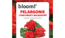 Pelargonie w rozkwicie! Sekret bujnego kwitnienia przez cały sezon
