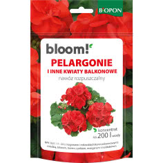 Pelargonie w rozkwicie! Sekret bujnego kwitnienia przez cały sezon