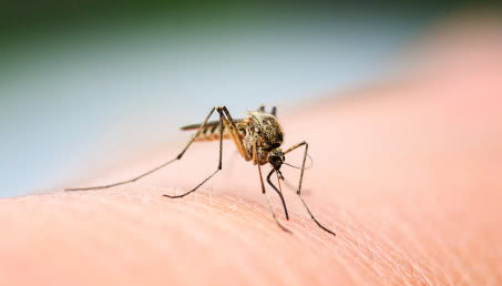 Komary nie dają spać? Zróbcie to, a odstraszycie je na dobre
