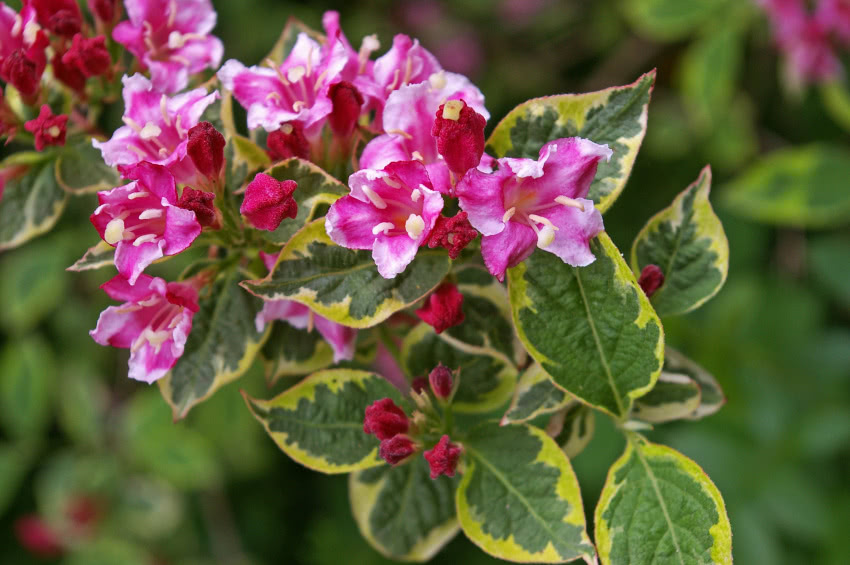 Krzewuszka (Weigela)