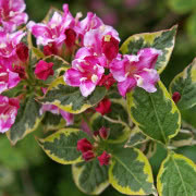 Krzewuszka (Weigela)