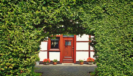 Wieloletnie drzewa i krzewy ozdobne w ogrodzie