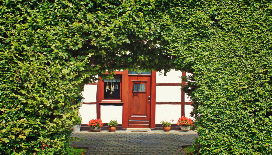 Wieloletnie drzewa i krzewy ozdobne w ogrodzie