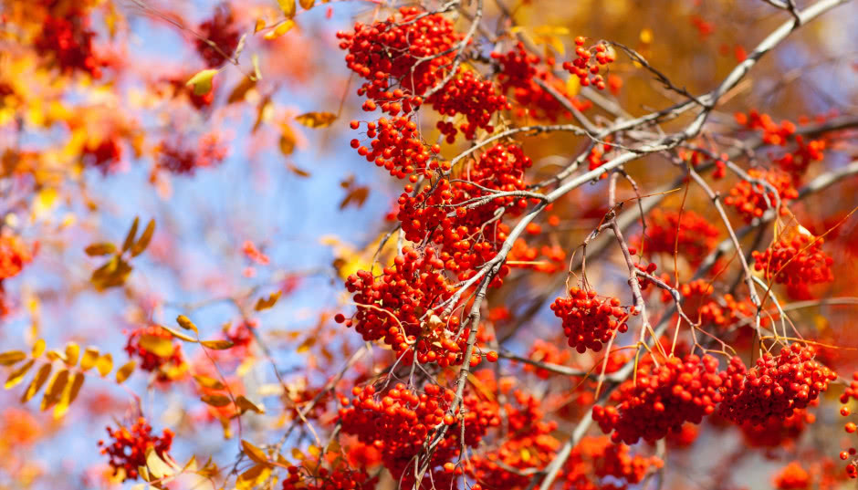 Jarzębina w ogrodzie. Jak pielęgnować jarząb pospolity?