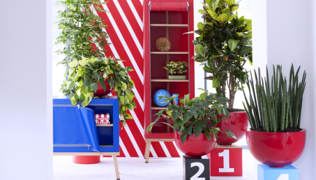 Filodendron - uprawa tropikalnego pnącza w domowym zaciszu