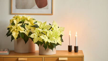 Jak im się to udaje?  Producenci poinsecji ujawniają, na czym polega sekret pięknych, kolorowych przylistków na Boże Narodzenie