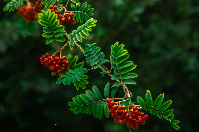 Jarzębina w ogrodzie