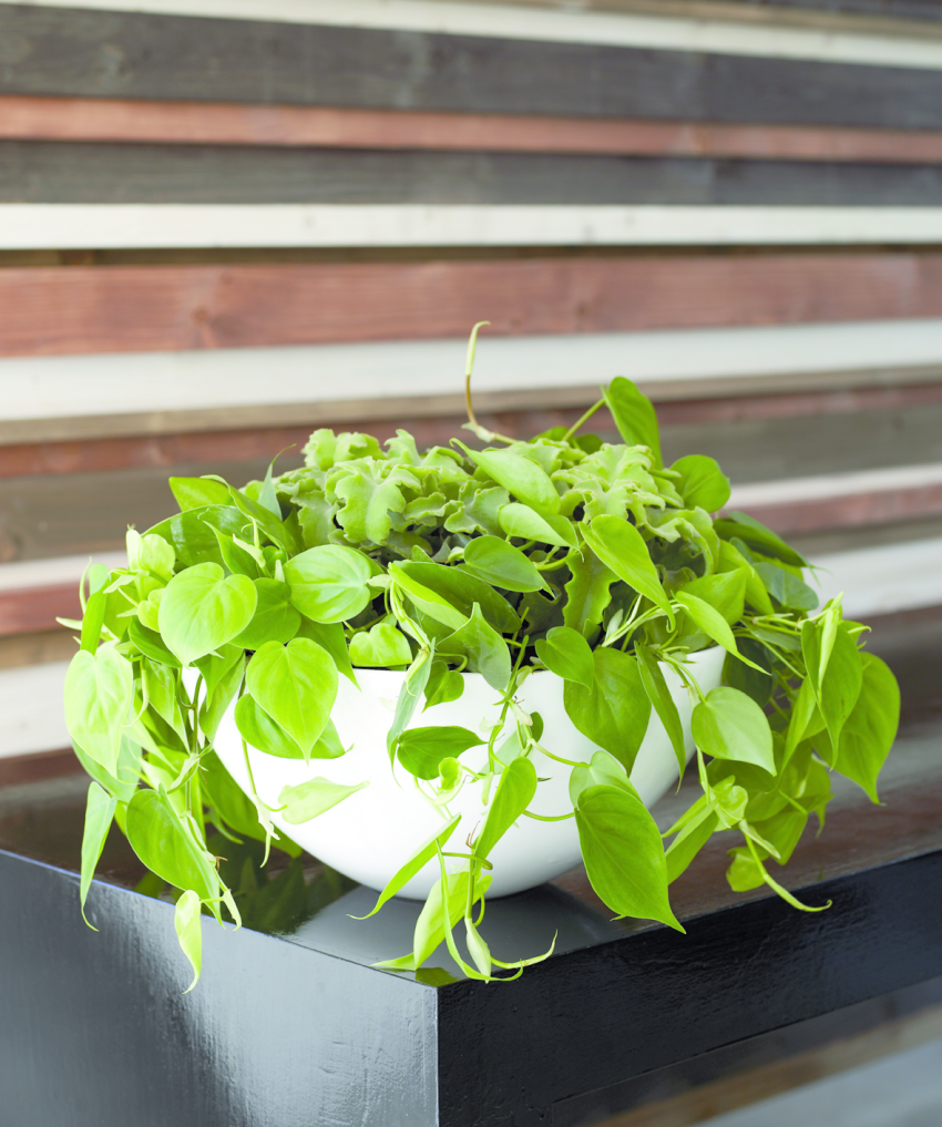 Filodendron pnący, fot. Floradania