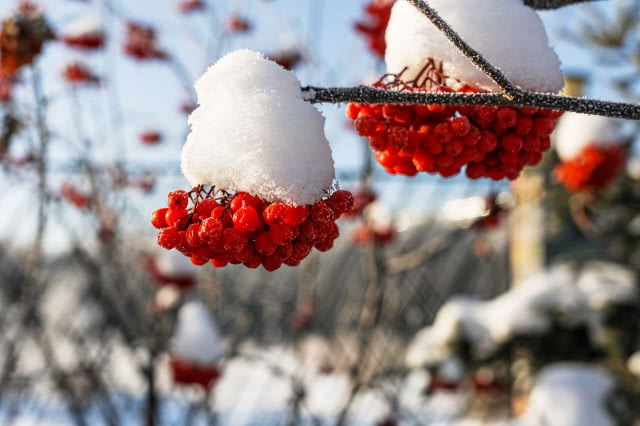 Jarzębina w ogrodzie