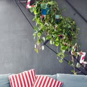 Philodendron Gloriosum, fot. Stux, Pixabay