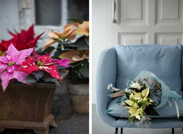 Kwiaty poinsecji różowe, czerwone, żółte, niebieski fotel