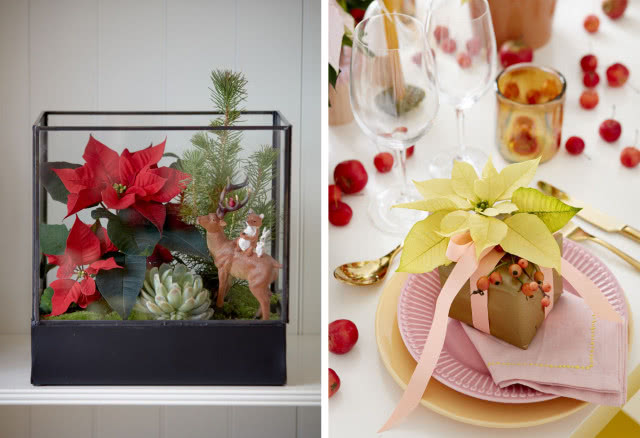 Kwiaty poinsecji czerwony w akwarium, renifer, żółta gwiazda betlejemska na prezencie, kieliszki, jarzębina