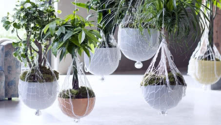 Drzewa udomowione: dracena, polyscias, pachira i nolina