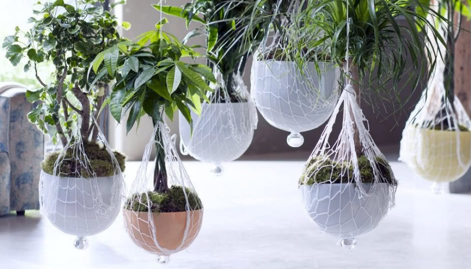 Drzewa udomowione: dracena, polyscias, pachira i nolina