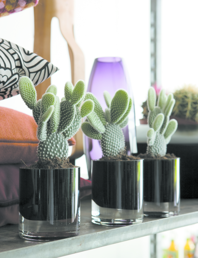 Kaktusy w słonecznym miejscu