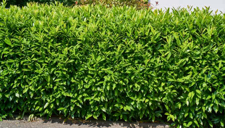 Laurowiśnia w ogrodzie - czy nadaje się na żywopłot?