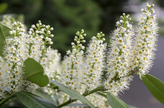 laurowiśnia podczas kwitnięcia