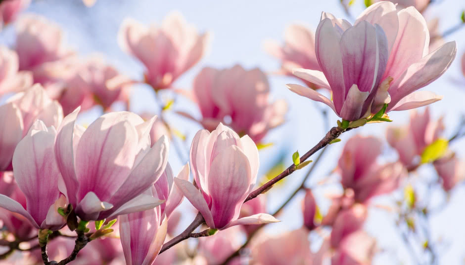 Magnolia w ogrodzie - uprawa i pielęgnacja