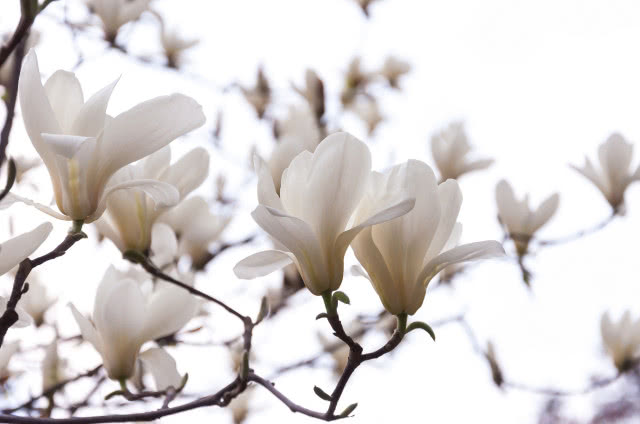kwiaty magnolii
