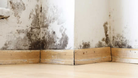 Jak pozbyć się grzyba na ścianie? Praktyczny przewodnik