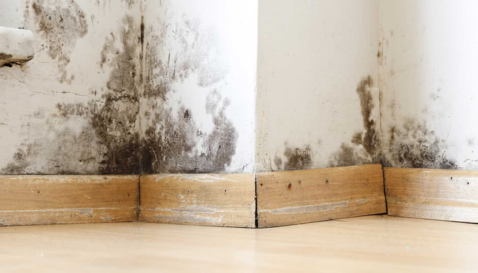 Jak pozbyć się grzyba na ścianie? Praktyczny przewodnik