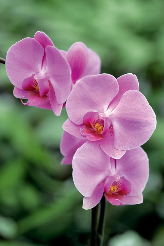 Falenopsis to popularny i łatwy w uprawie storczyk o ładnych kwiatach