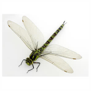 FOTOTAPETA WINYLOWA ZIELONA WAŻKA NA BIAŁYM TLE, PIXERS, od 79 zł