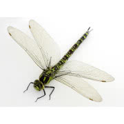 PODUSZKA Z MOTYWEM WAŻKI, Lene Bjerre, Home...