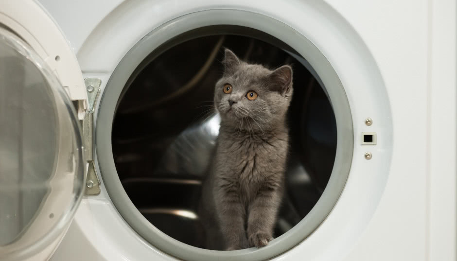 Pralka z funkcją usuwania sierści - który model warto wziąć pod uwagę?