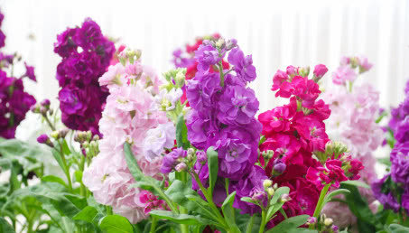 Hortensja bukietowa. Kiedy ją sadzić i przycinać?