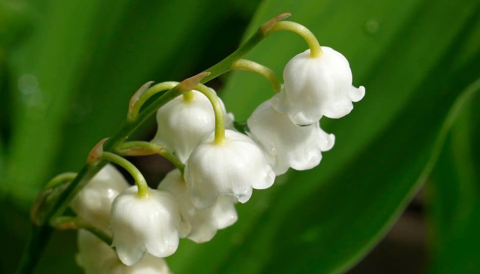 Majowe królowe - pachnące konwalie w domu i ogrodzie