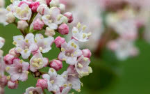 Najpiękniejsze krzewy ogrodowe kwitnące wiosną - 3 łatwe w uprawie gatunki
