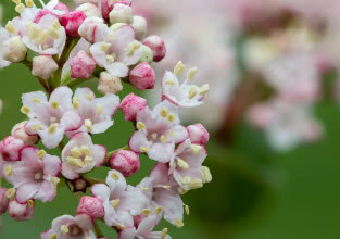 Te 3 krzewy na wiosnę zmienią Twój ogród w prawdziwy raj! Odkryj, najładniej kwitnące
