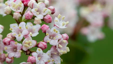 Te 3 krzewy na wiosnę zmienią Twój ogród w prawdziwy raj! Odkryj, najładniej kwitnące