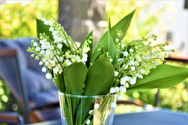 konwalia majowa w przezroczystym wazonie