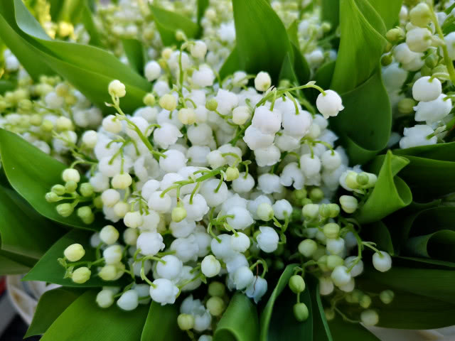 bukiet konwalii majowej