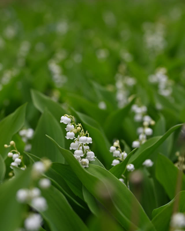 konwalia majowa rosnąca w grupie