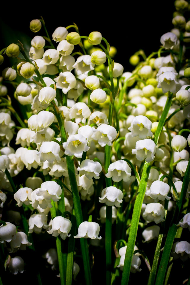 konwalia majowa z bliska