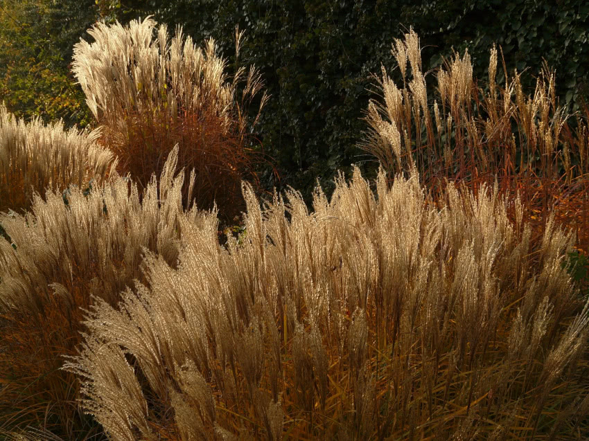 Miskant (Miscanthus), fot. Hans Braxmeier, Pixabay