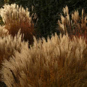 Trawy ozdobne w ogrodzie, fot. Małgorzata Wójcik